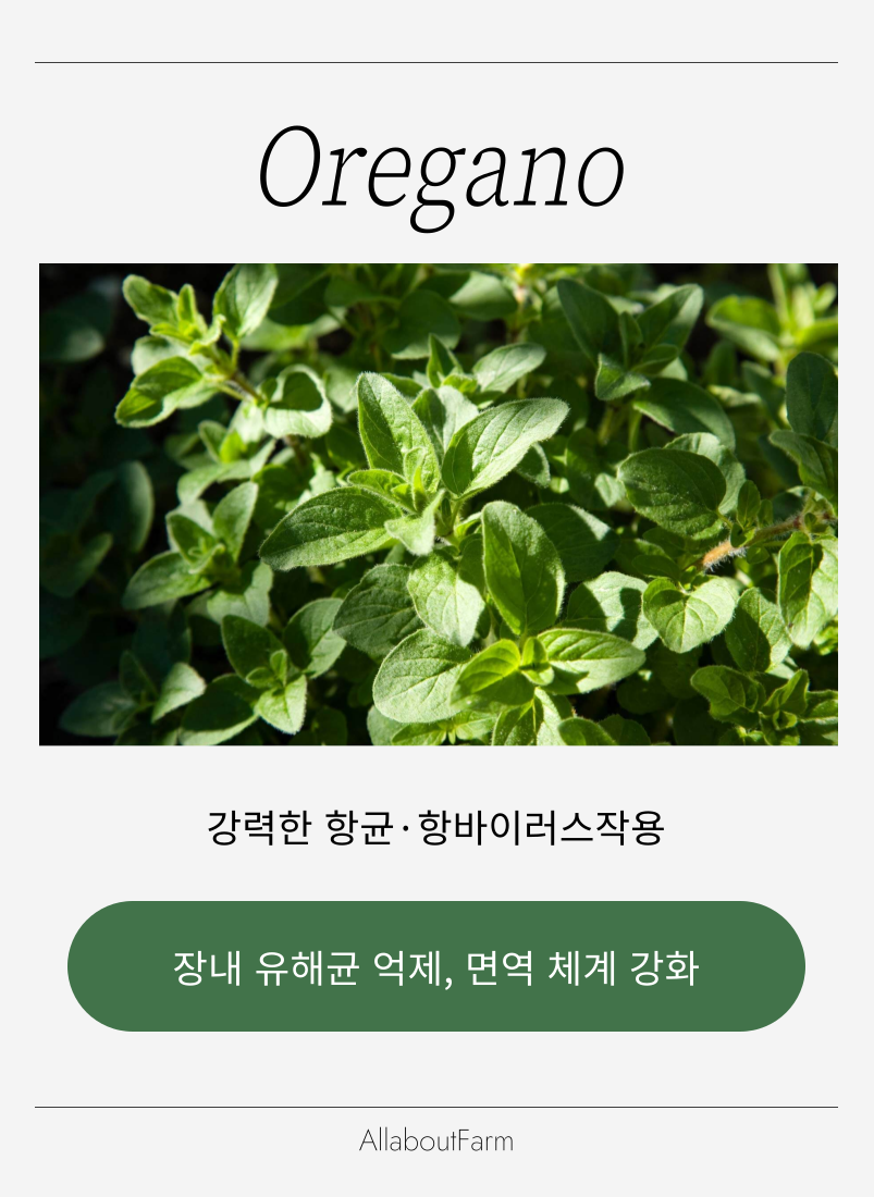 웰니스 스토리 이미지 5