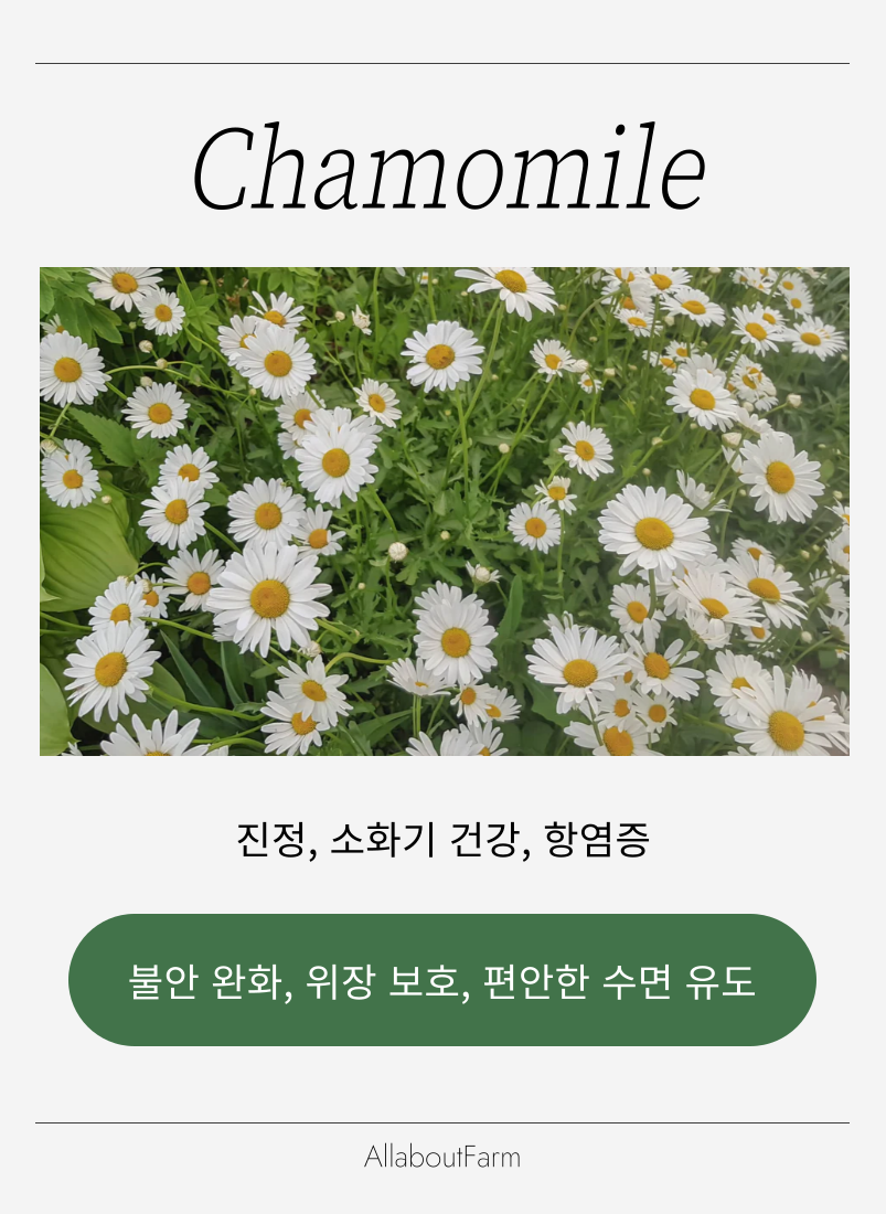 웰니스 스토리 이미지 6